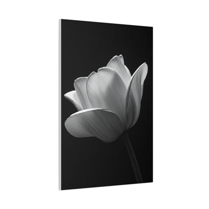 Orchid Symmetry in Black & White Wall Art & Canvas Prints