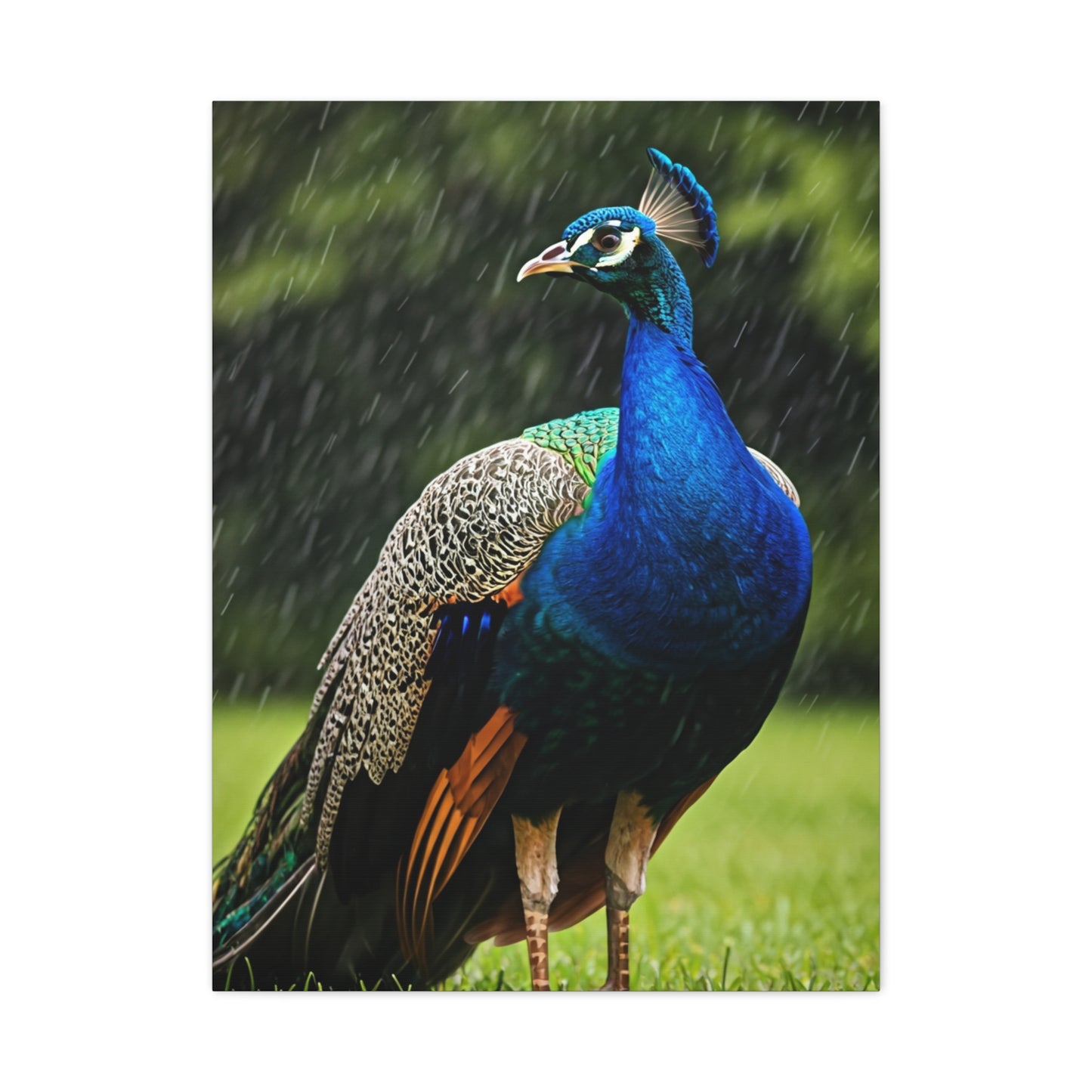Majestic Peacock in the Rain Wall Art & Canvas Prints