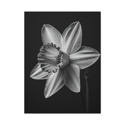 Monochrome Daffodil Grace Wall Art & Canvas Prints