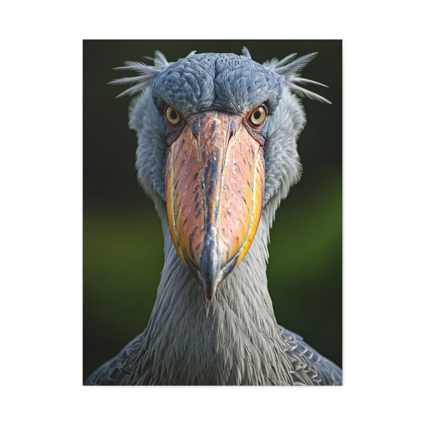 Majestic Shoebill Stork Close-Up Wall Art & Canvas Prints
