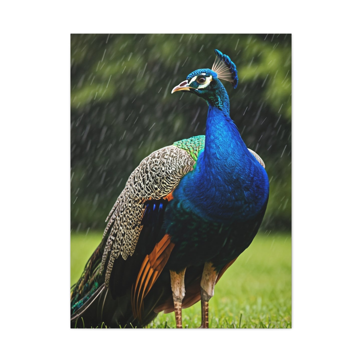 Majestic Peacock in the Rain Wall Art & Canvas Prints