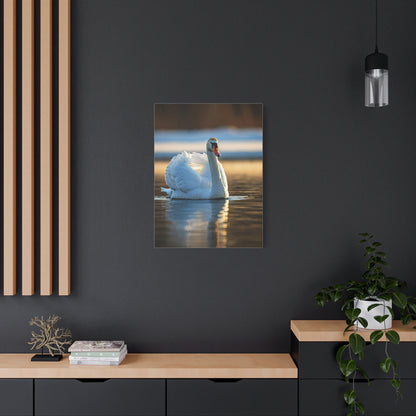 Swan on Still Water Wall Art & Canvas Prints
