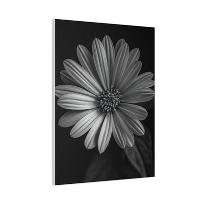 Radiant Daisy in Shadow Wall Art & Canvas Prints