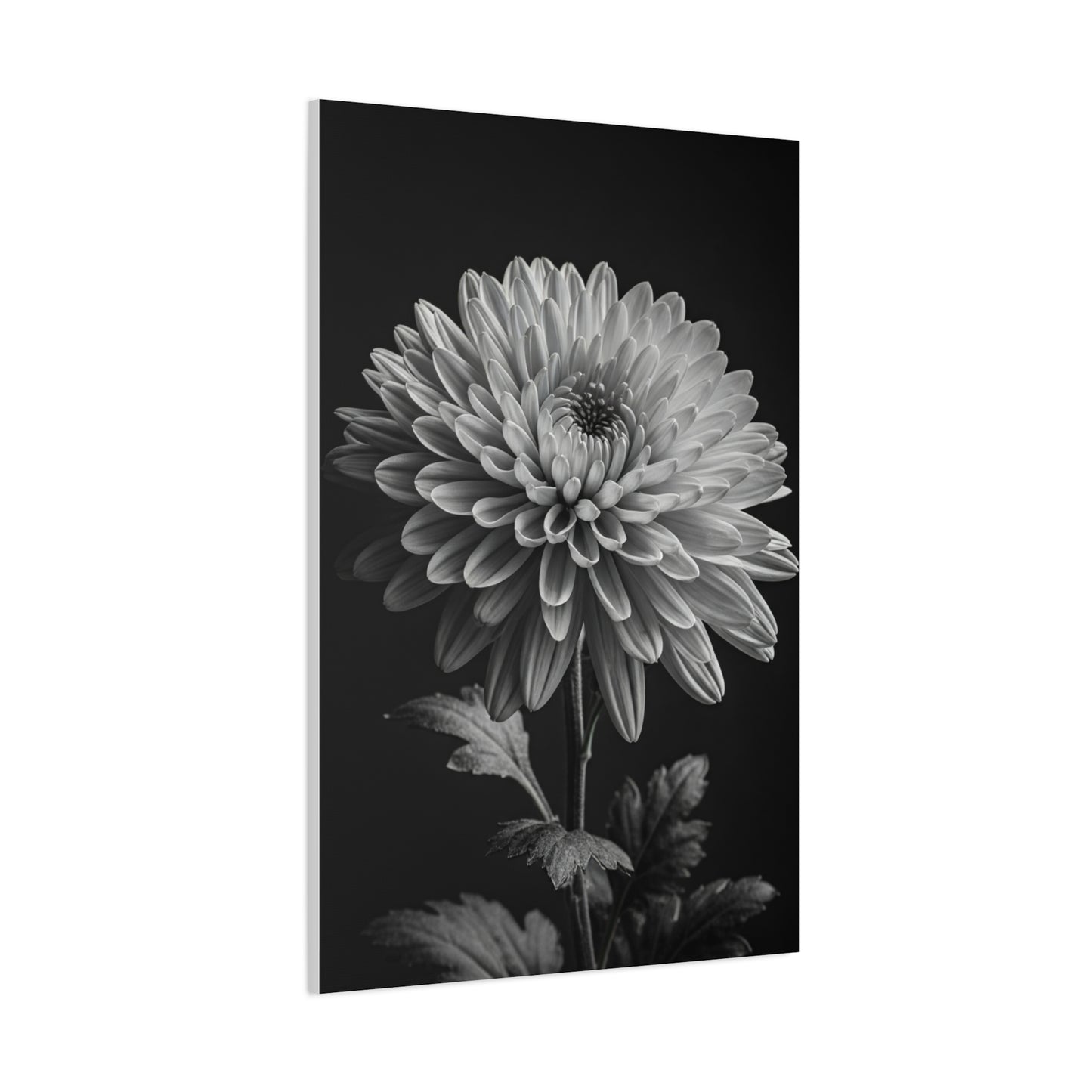 Chrysanthemum Bloom in Noir Wall Art & Canvas Prints