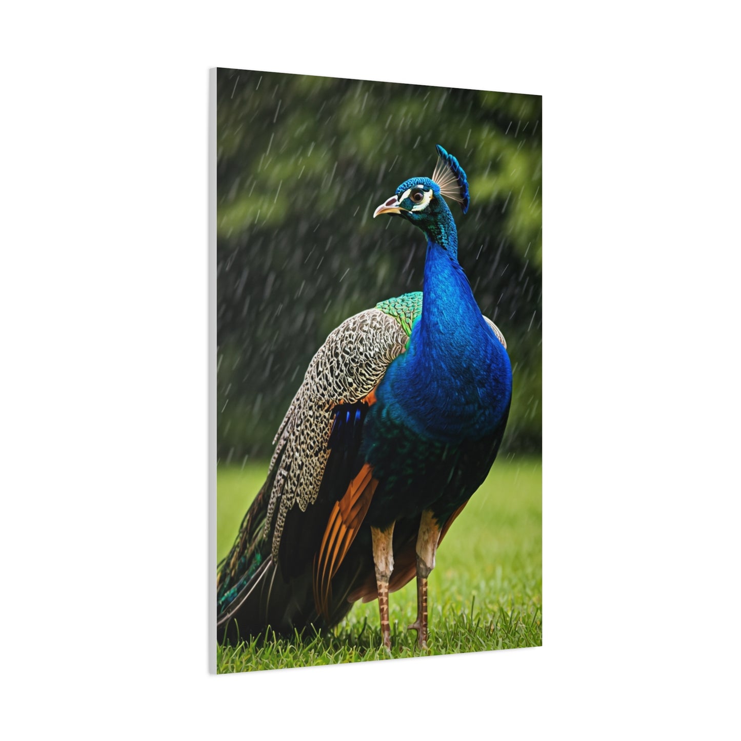 Majestic Peacock in the Rain Wall Art & Canvas Prints