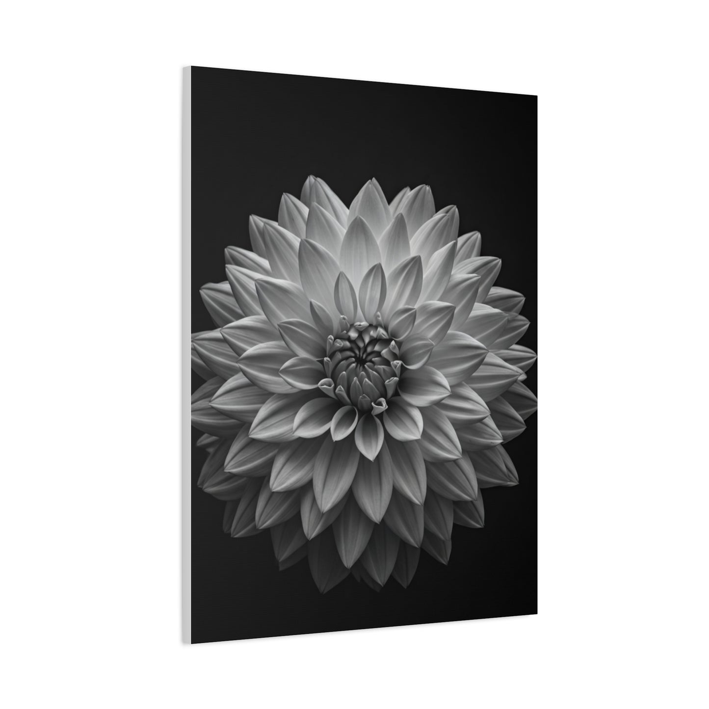 Dahlia Bloom in Shadow Monochrome Wall Art & Canvas Prints