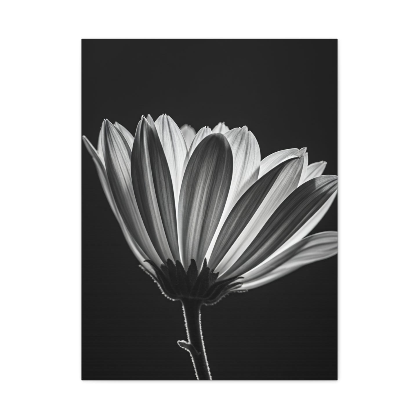 Classic Gerbera Bloom in Shadow Wall Art & Canvas Prints